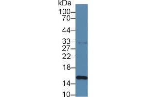 Western blot analysis of Porcine Spleen lysate, using Rabbit Anti-Porcine TTR Antibody (1 µg/ml) and HRP-conjugated Goat Anti-Rabbit antibody (abx400043, 0. (TTR 抗体  (AA 21-150))