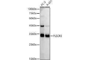 Western blot analysis of extracts of various cell lines, using PLSCR3 antibody (ABIN7269355) at 1:1000 dilution. (PLSCR3 抗体)