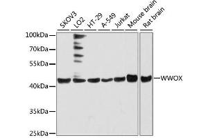 Western blot analysis of extracts of various cell lines, using WWOX antibody. (WWOX 抗体  (AA 1-120))