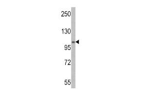 Western blot analysis of E1 Ubiquitin (UBE1) Antibody (C-term) (ABIN388844 and ABIN2839150) in mouse stomach tissue lysates (35 μg/lane). (E1 Ubiquitin (AA 1026-1058), (C-Term) 抗体)