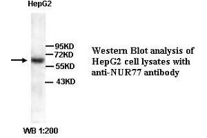 Image no. 1 for anti-Nuclear Receptor Subfamily 4, Group A, Member 1 (NR4A1) (Internal Region) antibody (ABIN791035) (NR4A1 抗体  (Internal Region))
