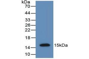 Western blot analysis of recombinant Rat AMH. (AMH 抗体  (AA 447-553))