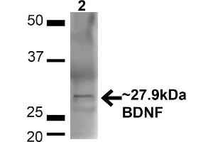 Western blot analysis of Mouse Brain showing detection of ~27. (BDNF 抗体  (N-Term) (PerCP))