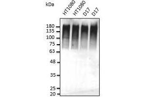 Anti-Ub Ab at dilution, cells stimulated with MG32, lysate at 50 µg per Iane, rabbit polydonal to goat IgG (HRP) at 1/10,000 dilution: (Ubiquitin 抗体)