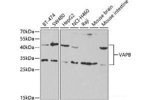 VAPB 抗体