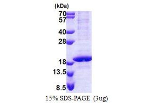 POLR2D Protein (AA 1-142) (His tag)