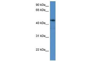 ADORA2A antibody used at 0. (Adenosine A2a Receptor 抗体  (C-Term))