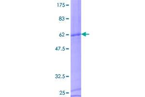 Image no. 1 for CD8b Molecule (CD8B) (AA 1-243) protein (GST tag) (ABIN1348728) (CD8B Protein (AA 1-243) (GST tag))