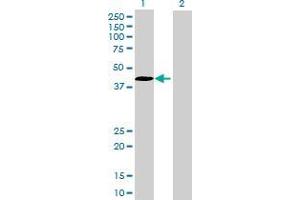 Lane 1: CCNDBP1 transfected lysate ( 39. (CCNDBP1 293T Cell Transient Overexpression Lysate(Denatured))