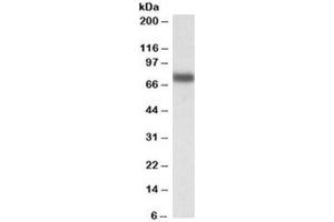 Western blot testing of HepG2 lysate with IRF2BP1 antibody at 0. (IRF2BP1 抗体)
