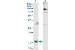 Parathymosin 抗体  (AA 1-102)