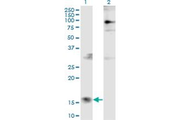 Parathymosin 抗体  (AA 1-102)