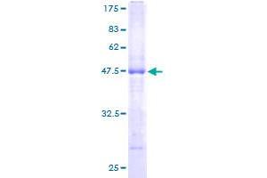 Image no. 1 for Membrane-Spanning 4-Domains, Subfamily A, Member 7 (MS4A7) (AA 1-240) protein (GST tag) (ABIN1311423) (MS4A7 Protein (AA 1-240) (GST tag))