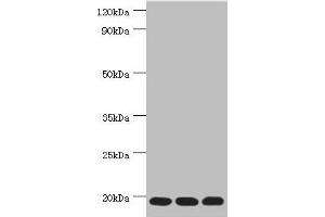 Western blot All lanes: Thioredoxin, mitochondrial antibody at 3 μg/mL Lane 1: Mouse liver tissue Lane 2: Rat brain tissue Lane 3: Mouse kidney tissue Secondary Goat polyclonal to rabbit IgG at 1/10000 dilution Predicted band size: 18 kDa Observed band size: 18 kDa (TXN2 抗体  (AA 1-166))