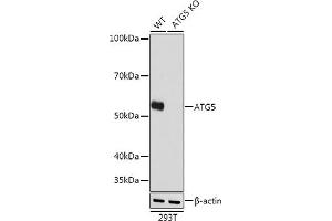 Western blot analysis of extracts from wild type (WT) and  knockout (KO) 293T cells, using  antibody (ABIN7265710) at 1:1000 dilution. (ATG5 抗体)