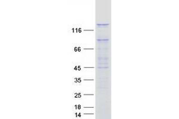 PAN2 Protein (Transcript Variant 1) (Myc-DYKDDDDK Tag)