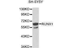 Western blot analysis of extracts of SH-SY5Y cells, using RUNX1 antibody (ABIN5971086) at 1/1000 dilution. (RUNX1 抗体)