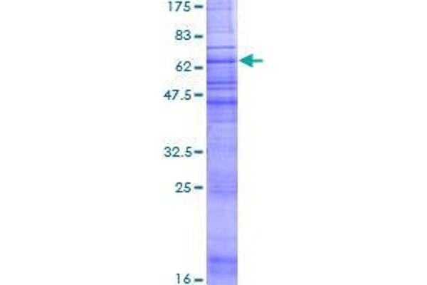 CCRL1 Protein (AA 1-350) (GST tag)