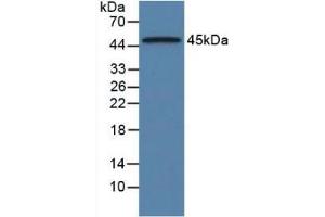 Western Blot; Sample: Rat Pancreas Tissue. (ORM1 抗体  (AA 19-186))