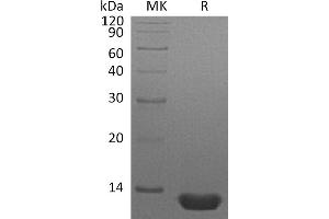 Greater than 95 % as determined by reducing SDS-PAGE. (CCL3 蛋白)