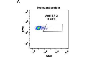 Expi 293 cell line transfected with irrelevant protein  (A) and human B7-2  (B) were surface stained with Rabbit anti-B7-2 monoclonal antibody 1 μg/mL  (clone: DM84) followed by Alexa 488-conjugated anti-rabbit IgG secondary antibody. (CD86 抗体  (AA 26-247))