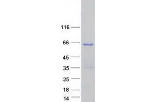 TSEN54 Protein (Myc-DYKDDDDK Tag)