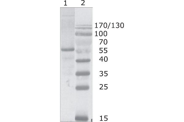 HIV-1 p24 抗体  (N-Term)