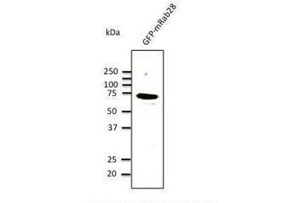 RAB28 抗体  (C-Term)