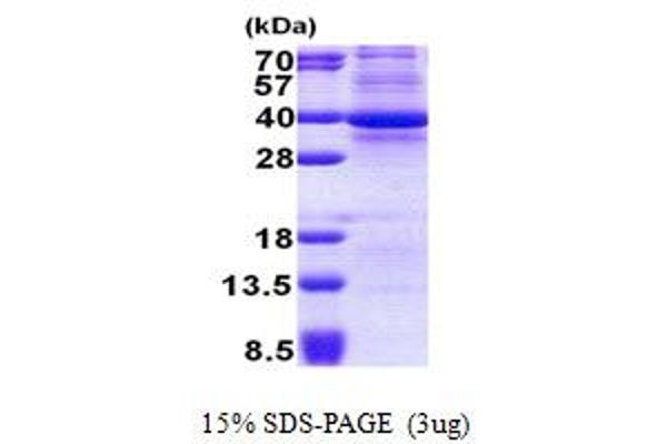 CDK3 Protein (AA 1-305) (His tag)