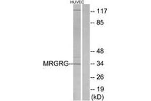 Western blot analysis of extracts from HuvEc cells, using MRGRG Antibody. (Mrgprg 抗体  (AA 231-280))