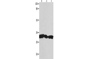 Western Blotting (WB) image for anti-14-3-3 gamma (YWHAG1) antibody (ABIN2431699) (14-3-3 gamma 抗体)