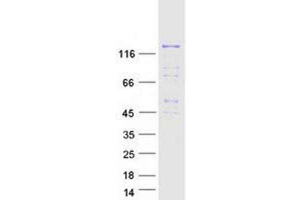 PLEKHM1 Protein (Myc-DYKDDDDK Tag)