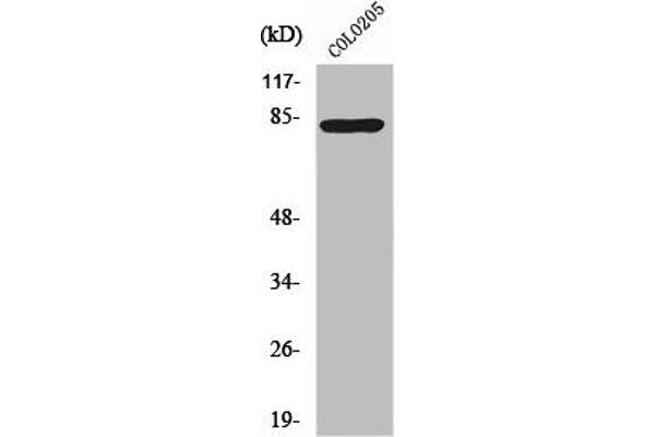 RFX3 抗体  (C-Term)