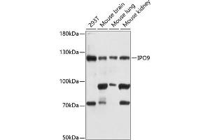 Western blot analysis of extracts of various cell lines, using IPO9 antibody  at 1:3000 dilution. (Importin 9 抗体  (AA 827-1041))