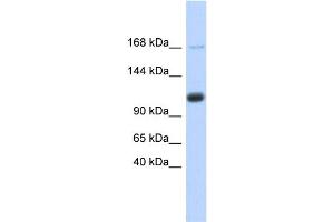 WB Suggested Anti-SR140 Antibody Titration:  0. (SR140 抗体  (Middle Region))