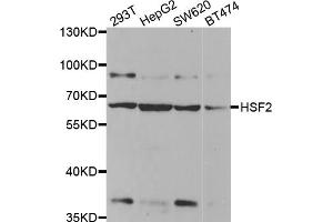 Western blot analysis of extracts of various cell lines, using HSF2 antibody. (HSF2 抗体)