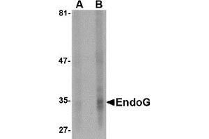 Western Blotting (WB) image for anti-Endonuclease G (ENDOG) antibody (ABIN1031749) (Endonuclease G 抗体)