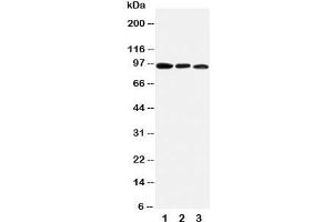 Western blot testing of AHR antibody and mouse samples:  1. (Aryl Hydrocarbon Receptor 抗体  (C-Term))