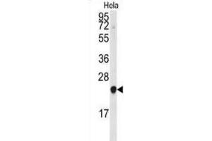 Western Blotting (WB) image for anti-Phosphatidylethanolamine Binding Protein 1 (PEBP1) antibody (ABIN3003677) (PEBP1 抗体)