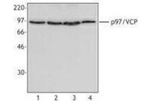 Western Blotting (WB) image for anti-Valosin Containing Protein (VCP) antibody (ABIN2666418) (VCP 抗体)