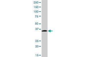 EXOSC3 MaxPab rabbit polyclonal antibody. (EXOSC3 抗体  (AA 1-275))