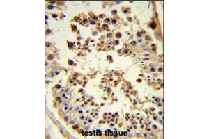 Formalin-fixed and paraffin-embedded human testis tissue reacted with HSP90AB1 Antibody , which was peroxidase-conjugated to the secondary antibody, followed by DAB staining. (HSP90AB1 抗体  (C-Term))