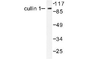 Image no. 1 for anti-Cullin 1 (CUL1) antibody (ABIN265375) (Cullin 1 抗体)