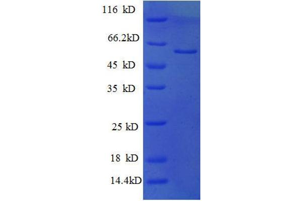 PRKCSH Protein (AA 15-302, partial) (GST tag)