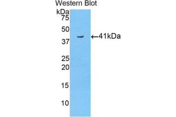 HIST3H2A 抗体  (AA 1-130)