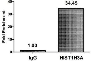 Chromatin Immunoprecipitation Hela (4*10 6 , treated with 30 mM sodium butyrate for 4h) were treated with Micrococcal Nuclease, sonicated, and immunoprecipitated with 5 μg anti-HIST1H3A (ABIN7139180) or a control normal rabbit IgG. (HIST1H3A 抗体  (acLys37))