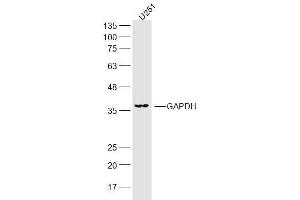 Western Blotting (WB) image for anti-Glyceraldehyde-3-Phosphate Dehydrogenase (GAPDH) (AA 1-335) antibody (ABIN678458)