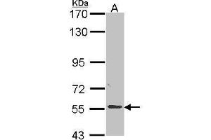 WB Image Sample (30 ug of whole cell lysate) A: A549 7. (ALPPL2 抗体  (Center))