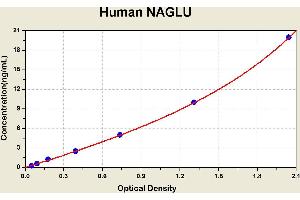 Diagramm of the ELISA kit to detect Human NAGLUwith the optical density on the x-axis and the concentration on the y-axis. (N-Acetyl alpha-D-Glucosaminidase ELISA 试剂盒)