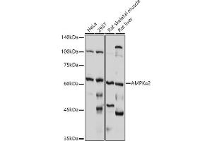 Western blot analysis of extracts of various cell lines, using AMPKα2 antibody (ABIN6129903, ABIN6146170, ABIN6146172 and ABIN6218273) at 1:1000 dilution. (PRKAA2 抗体  (AA 343-552))